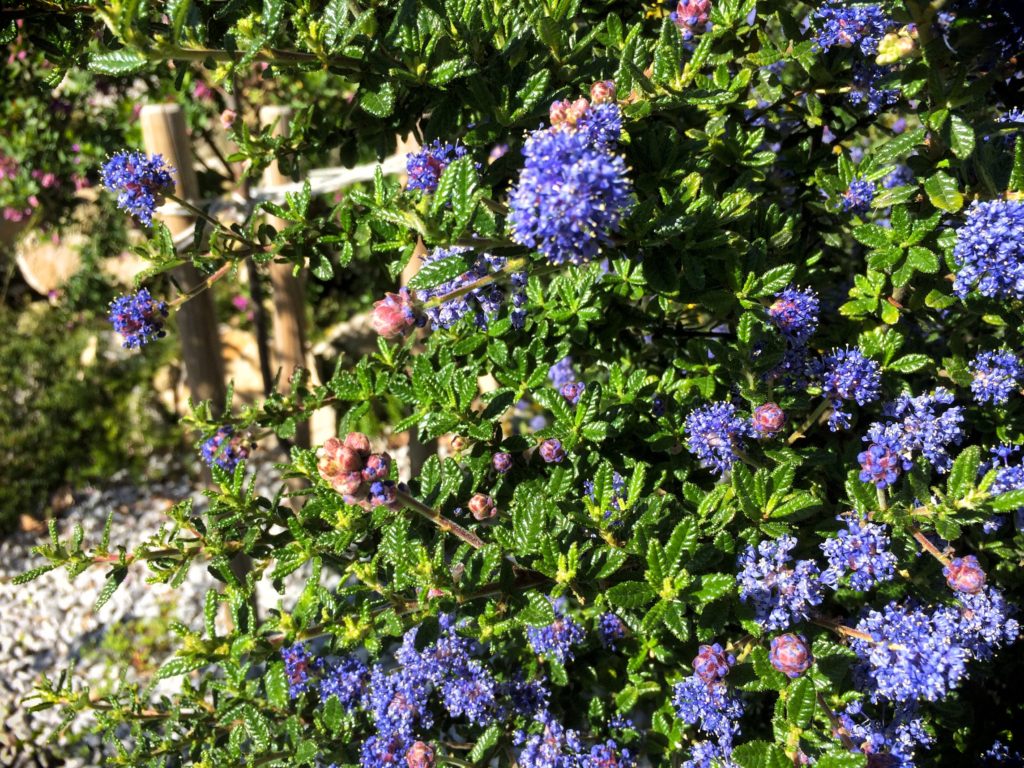 Ceonothus impressus