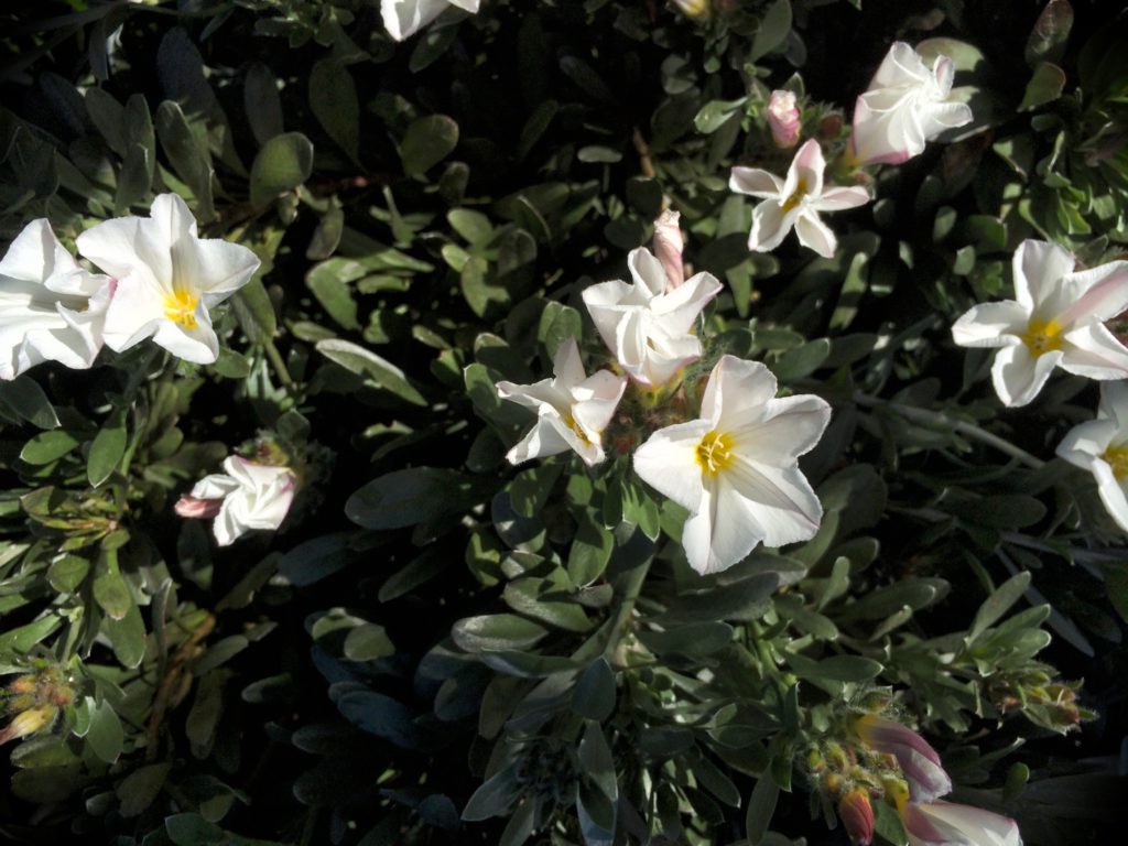 Convolvulus cneorum