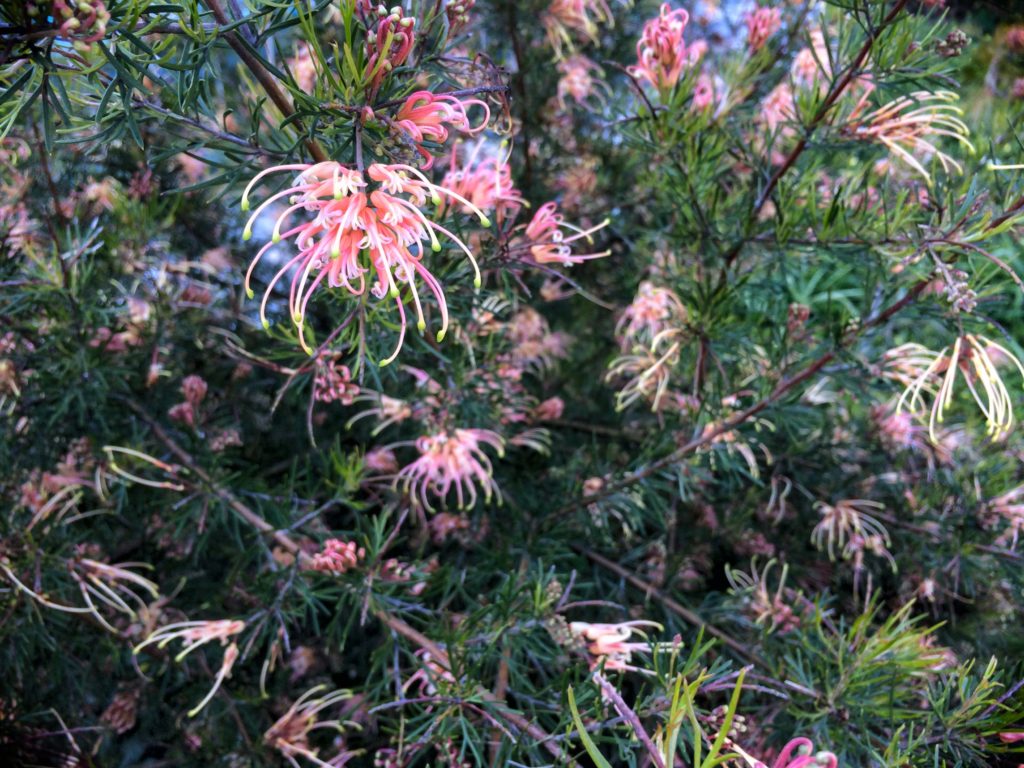 Grevillea x semperflorens