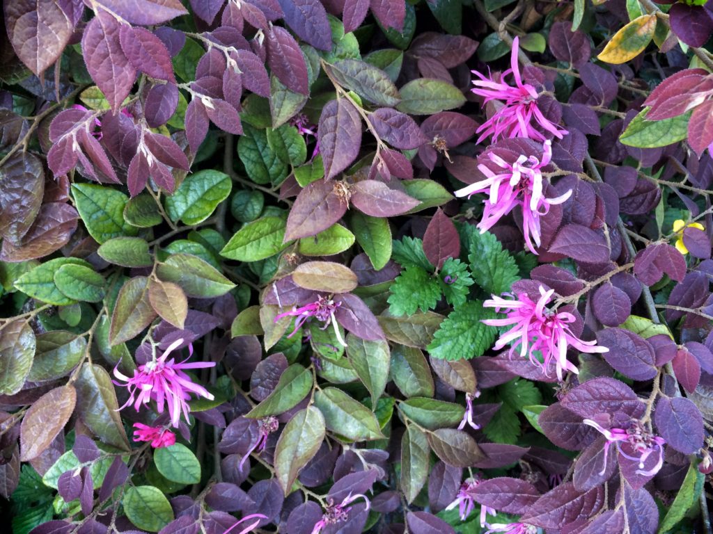 Loropetalum chinense