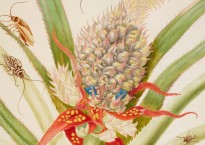 Maria Sibylla Merian