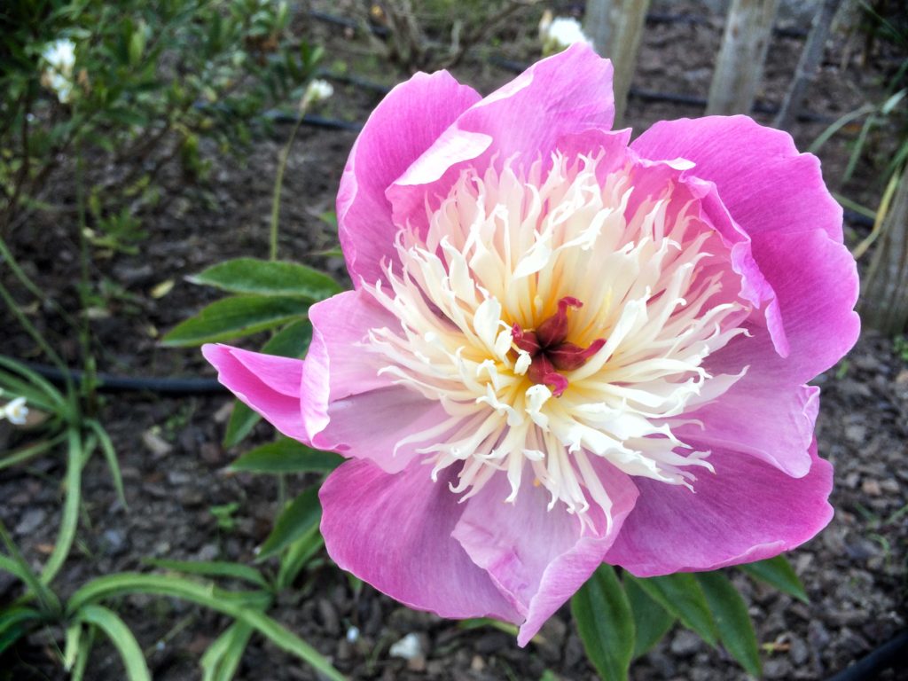 Paeonia 'Bowl of Beauty'