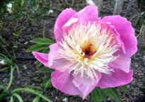 Paeonia 'Bowl of Beauty'