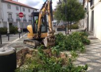 Perigosas laranjeiras