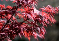 Acer palmatum ‘Bloodgood’
