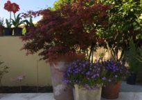 Acer palmatum ‘Beni maiko’. Campanula poscharskyana