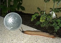 Lesma-espanhola, Arion vulgaris.