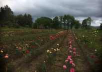 Viveiros de Castromil