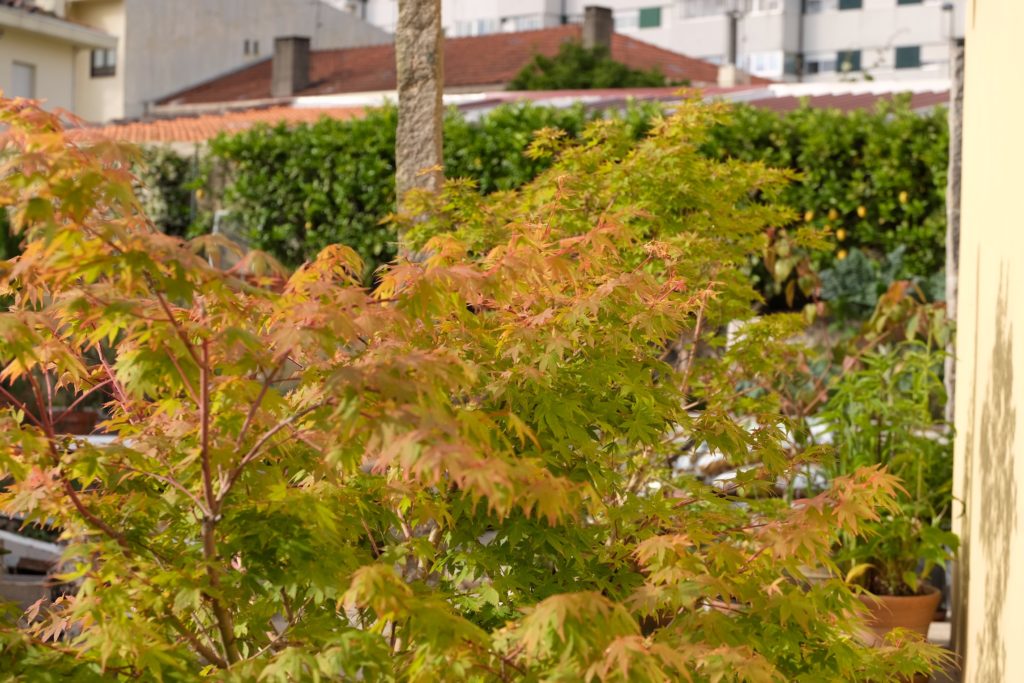 Acer palmatum 'Sango kaku'