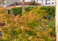 Acer palmatum 'Sango kaku'