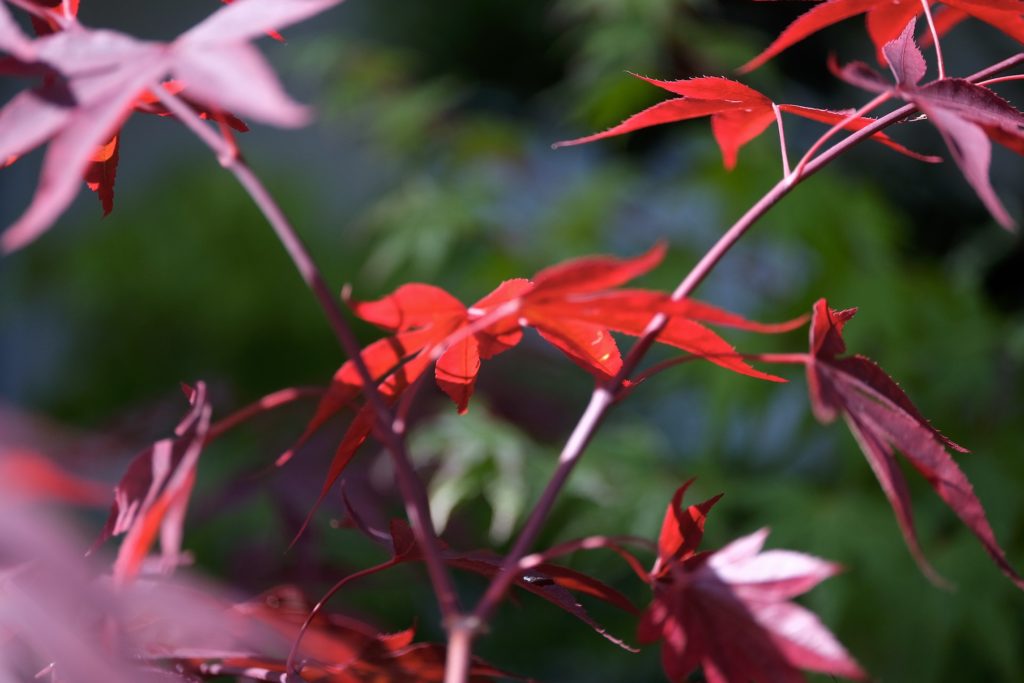 Acer palmatum 'Bloodgood'