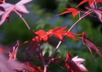 Acer palmatum 'Bloodgood'