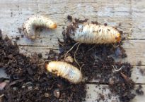 Escaravelho-de-junho, Amphimallon sostitialis