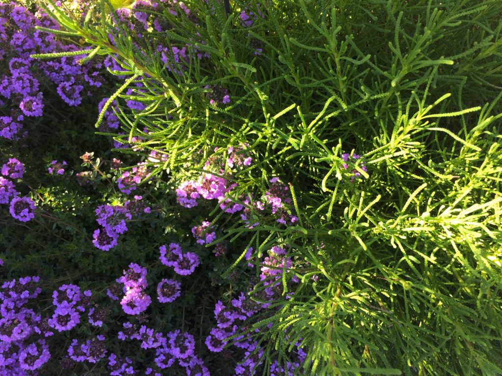 Tomilho, Thymus serpyllum 'Creeping Red'. Santolina viridis