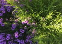 Tomilho, Thymus serpyllum 'Creeping Red'. Santolina viridis
