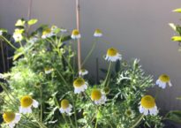 Camomila, Matricaria recutita