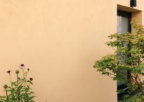 Echinacea purpurea e Acer palmatum 'Sango kaku'