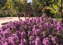 Tomilho, Thymus serpyllum 'Creeping Red'
