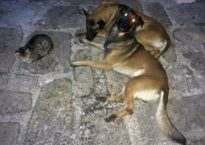 Nico, Pixel e Sparky