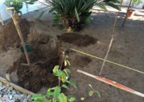 Plantação da Magnolia wilsonii.