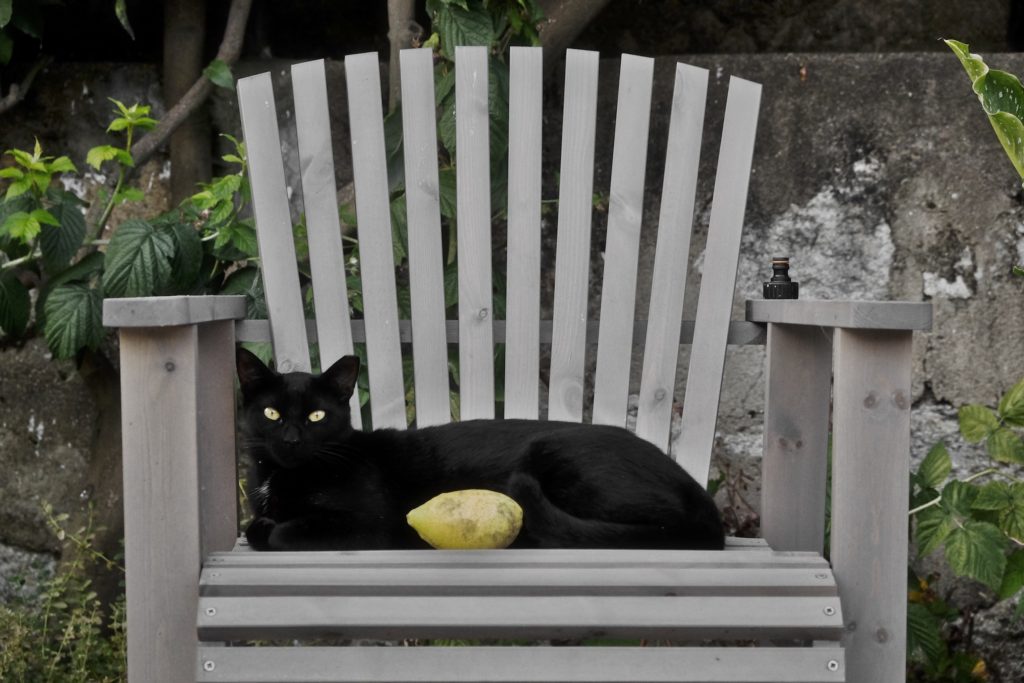 Gato e limão