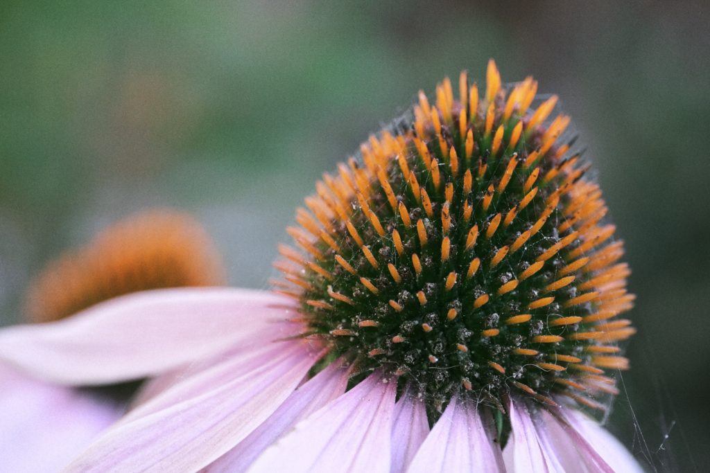Echinacea purpurea