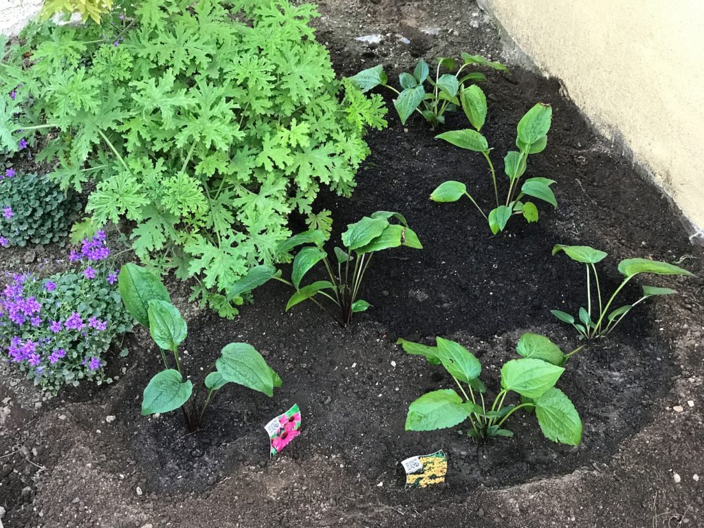 Echinacea e Rudbeckia