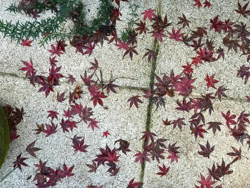 Acer palmatum 'Bloodgood'