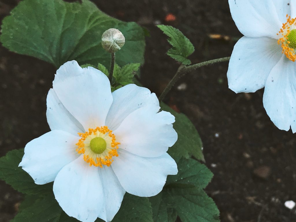 Anémona 'Honorine Jobert'