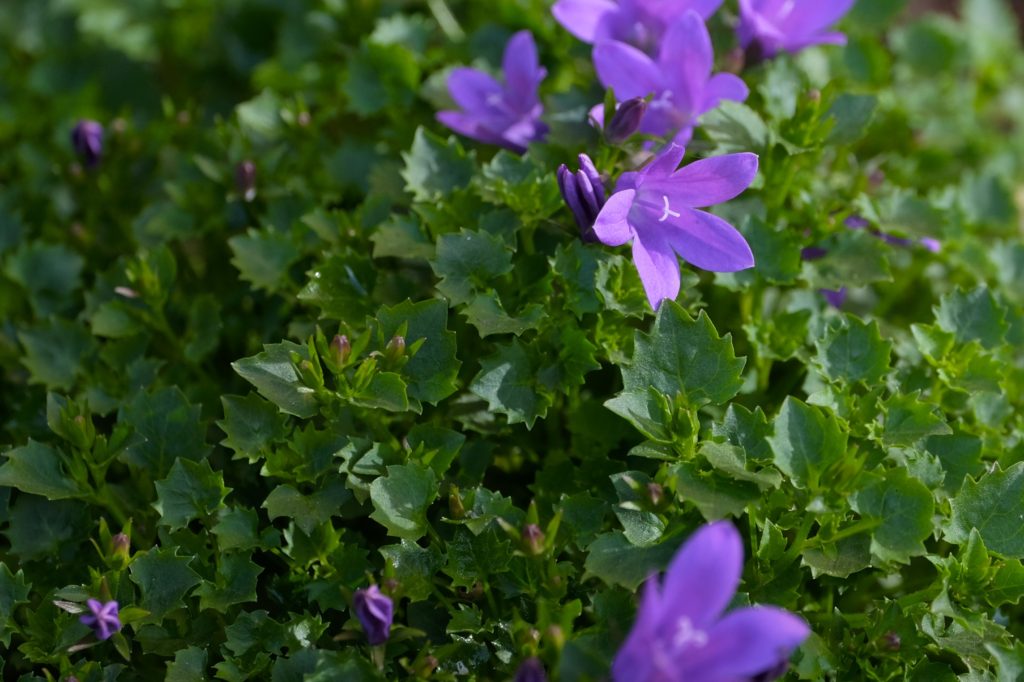 Campanula portenschlagiana