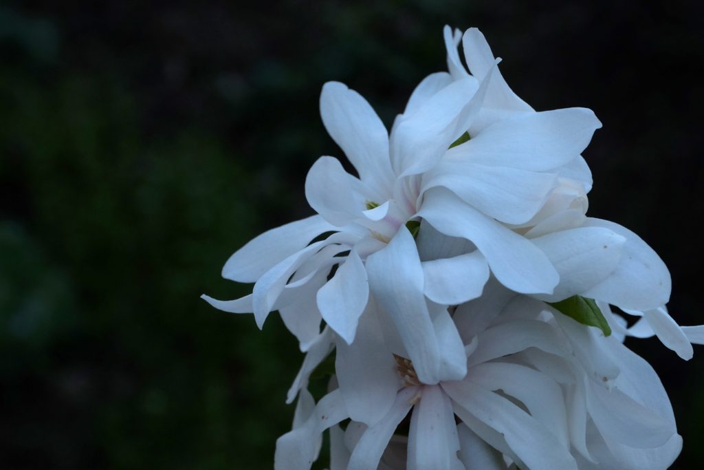 Magnolia stelatta 'Royal Star'