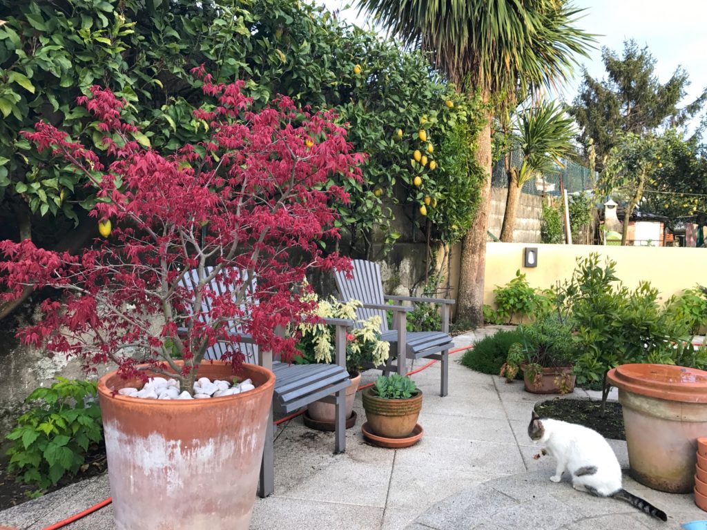 Acer palmatum 'Beni maiko'