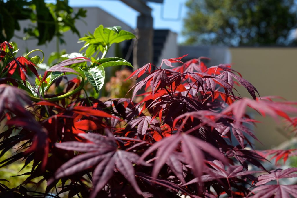 Acer palmatum 'Bloodgood'