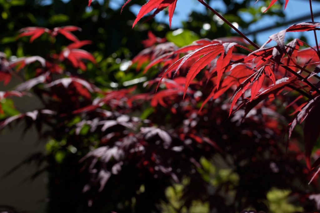 Acer palmatum 'Bloodgood'