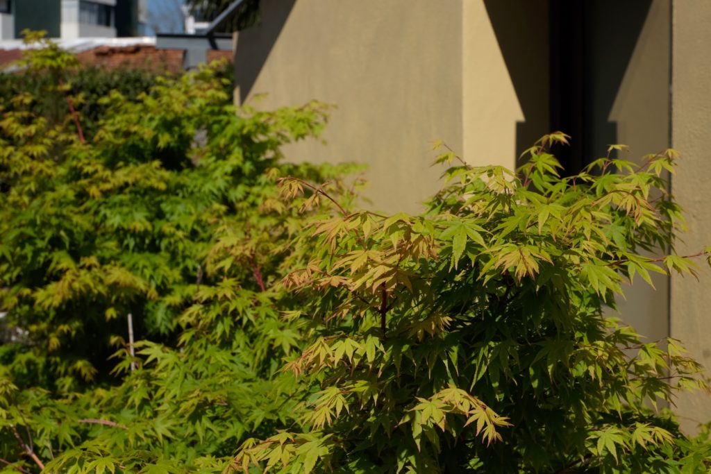 Acer palmatum 'Sango-kaku'