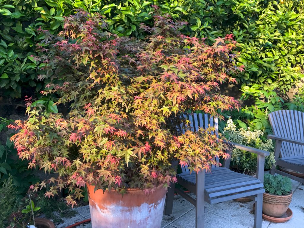 Acer palmatum 'Beni maiko'