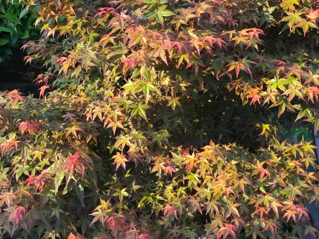 Acer palmatum 'Beni maiko'