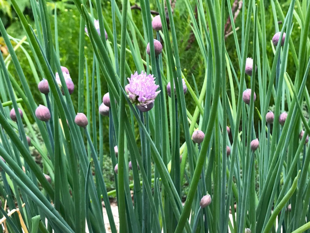 Cebolinho, Allium schoenoprasum