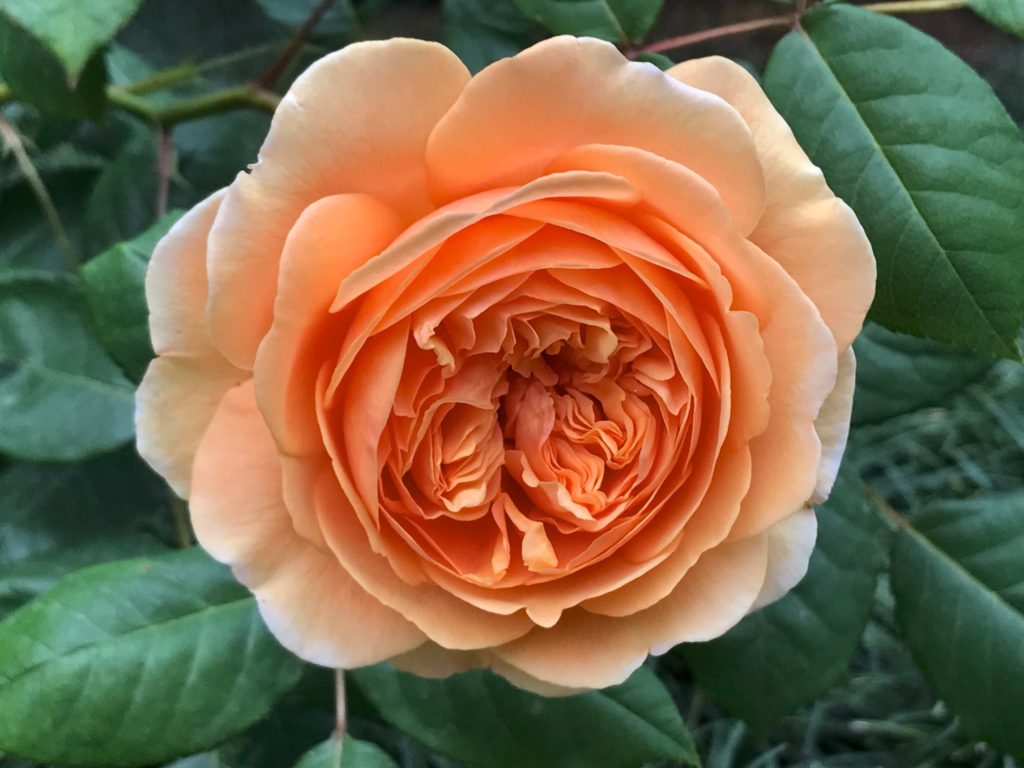 'Crown Princess Margaret'