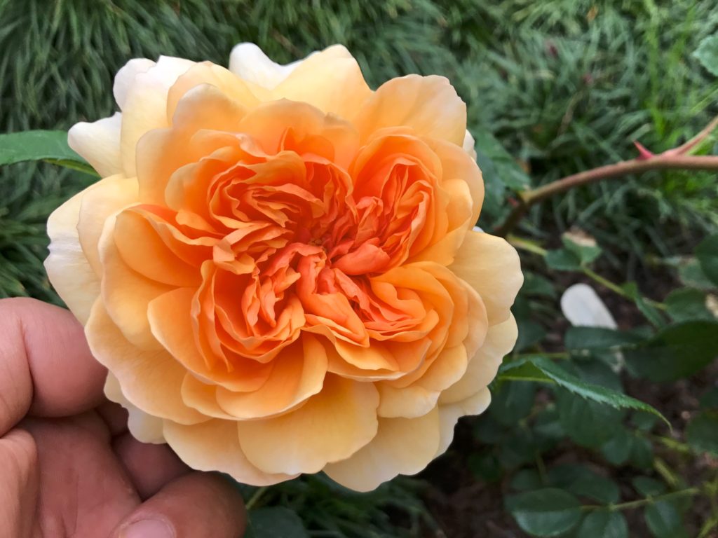 Roseira 'Port Sunlight'.