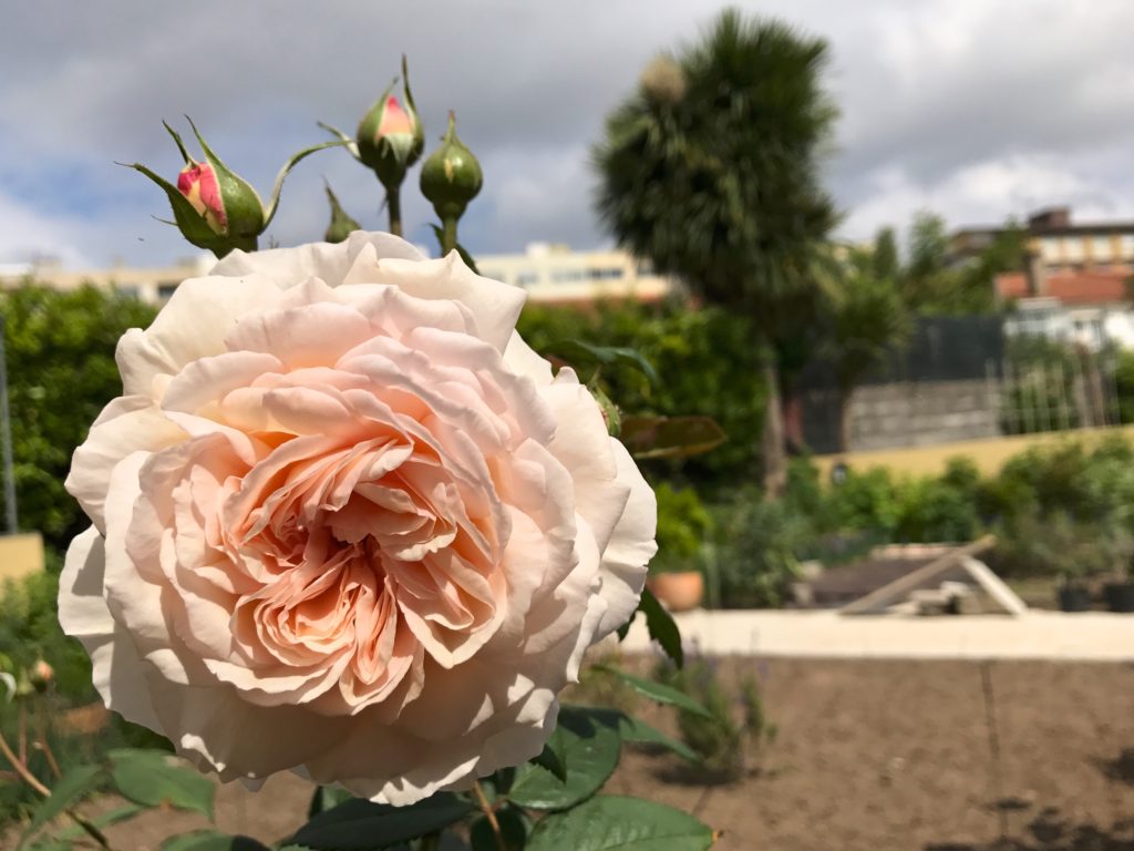 Roseira 'A Shropshire Lad'.