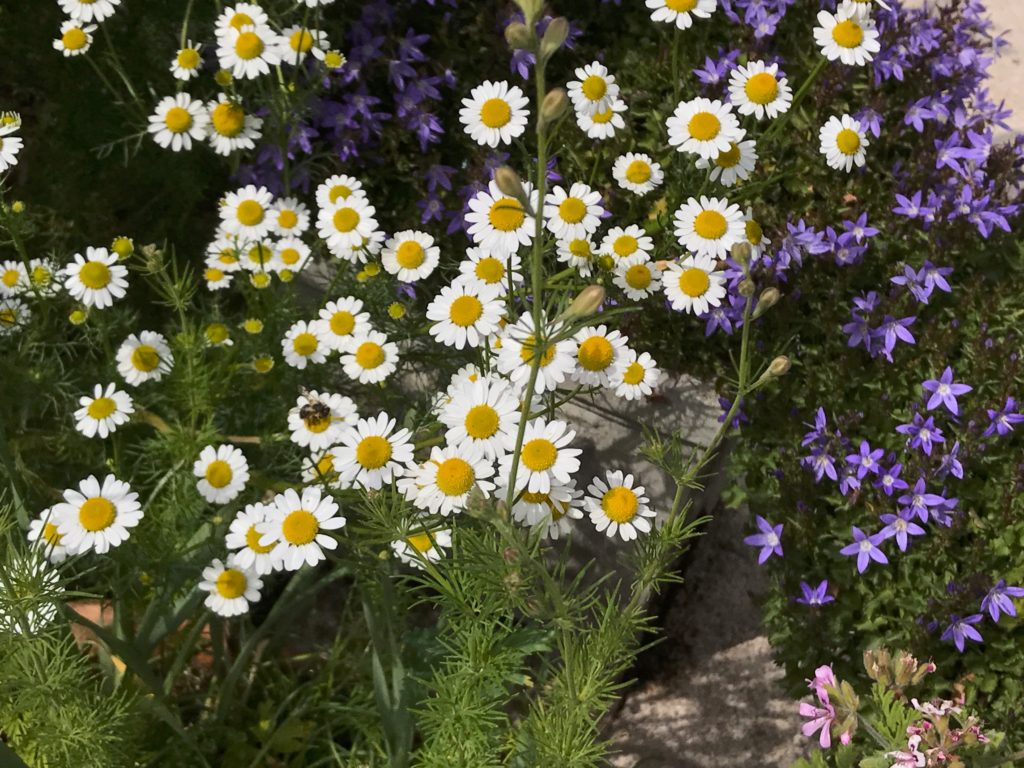 Camomila, Matricaria chamomilla.