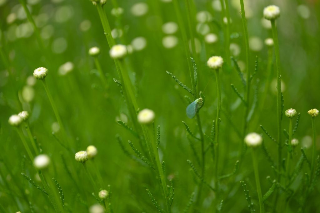 Santolina viridis 'Oliva'