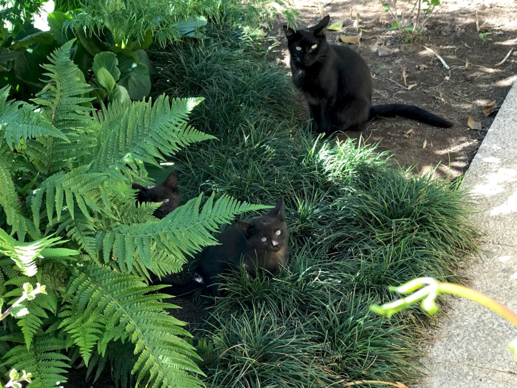 Gatos