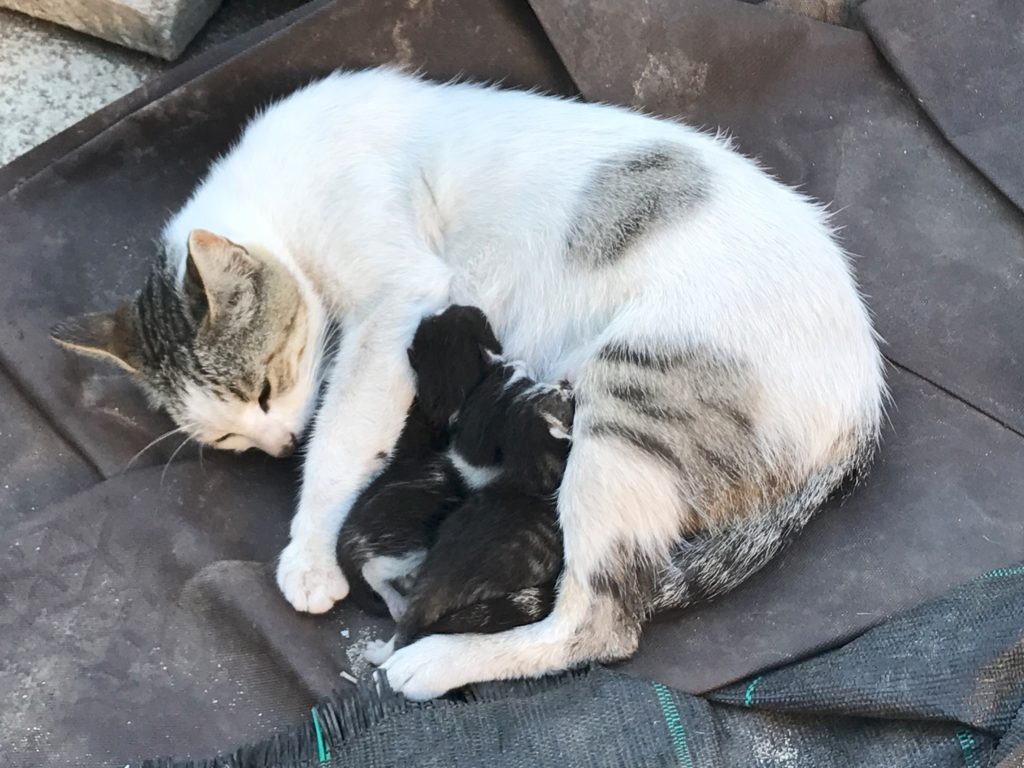 Gata Mia e gatinhos.