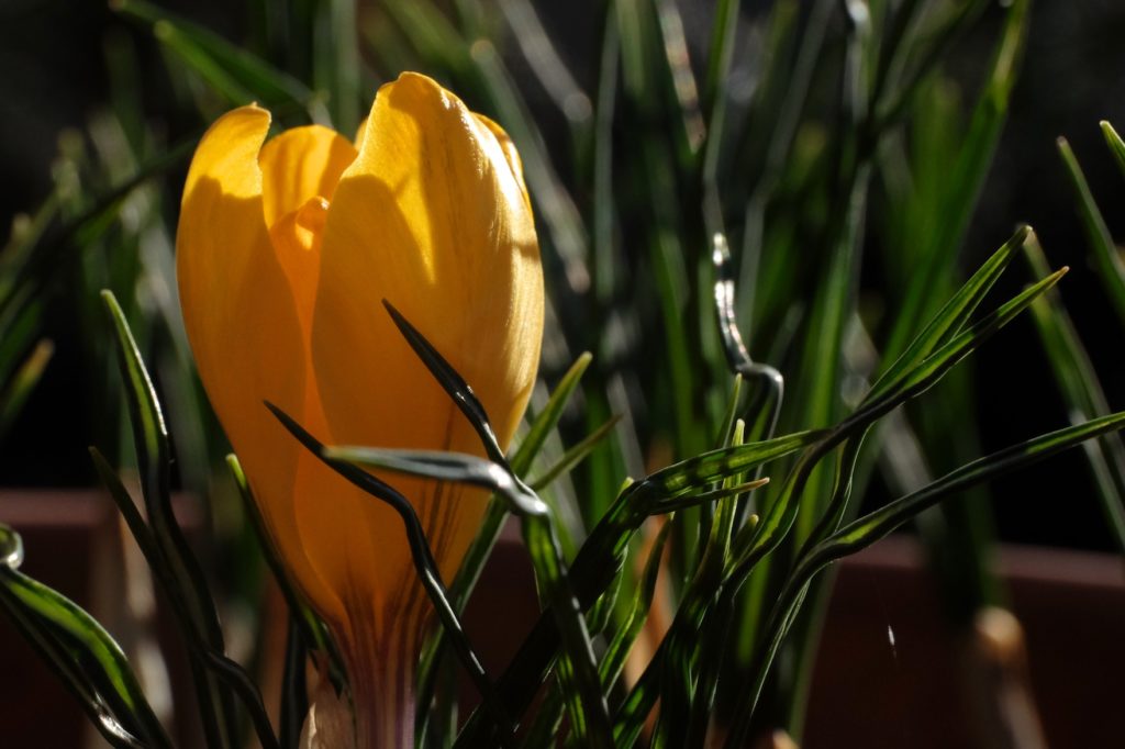 Crocus x luteus 'Golden Yellow'