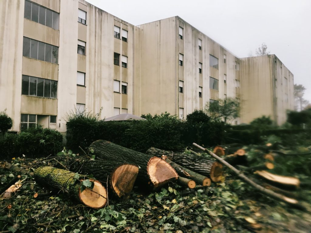 Viso, arboricídio