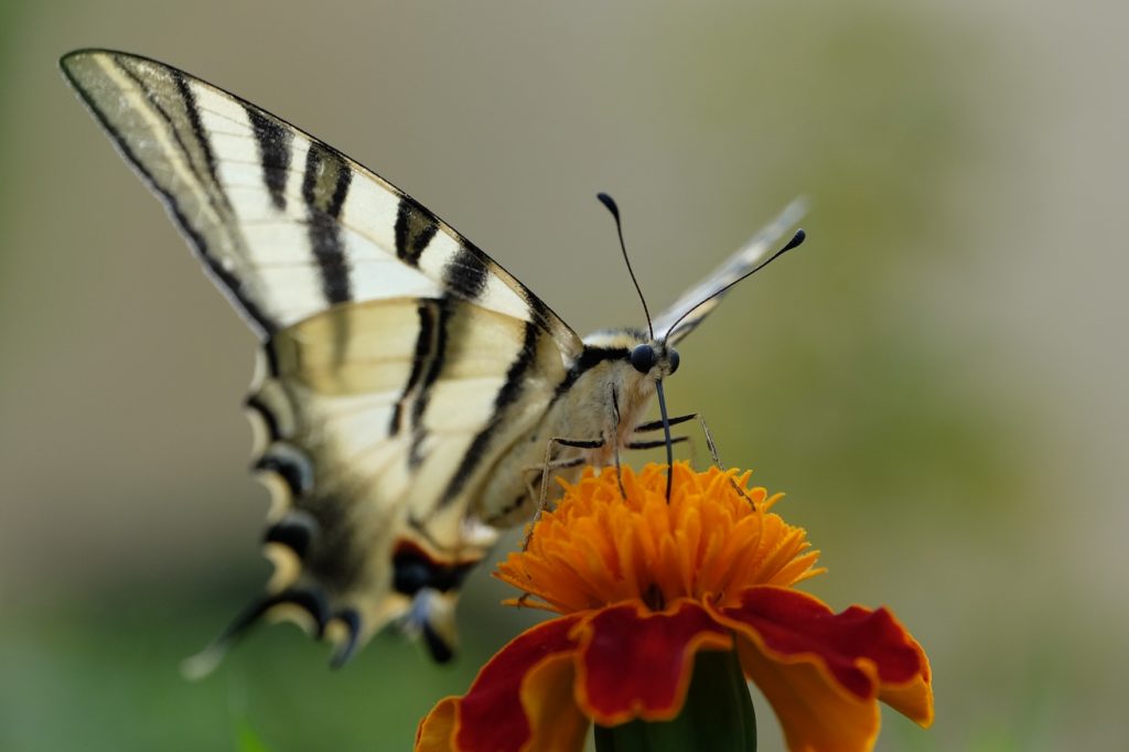 Borboleta-cauda-de-andorinha, Papilio machaon.
