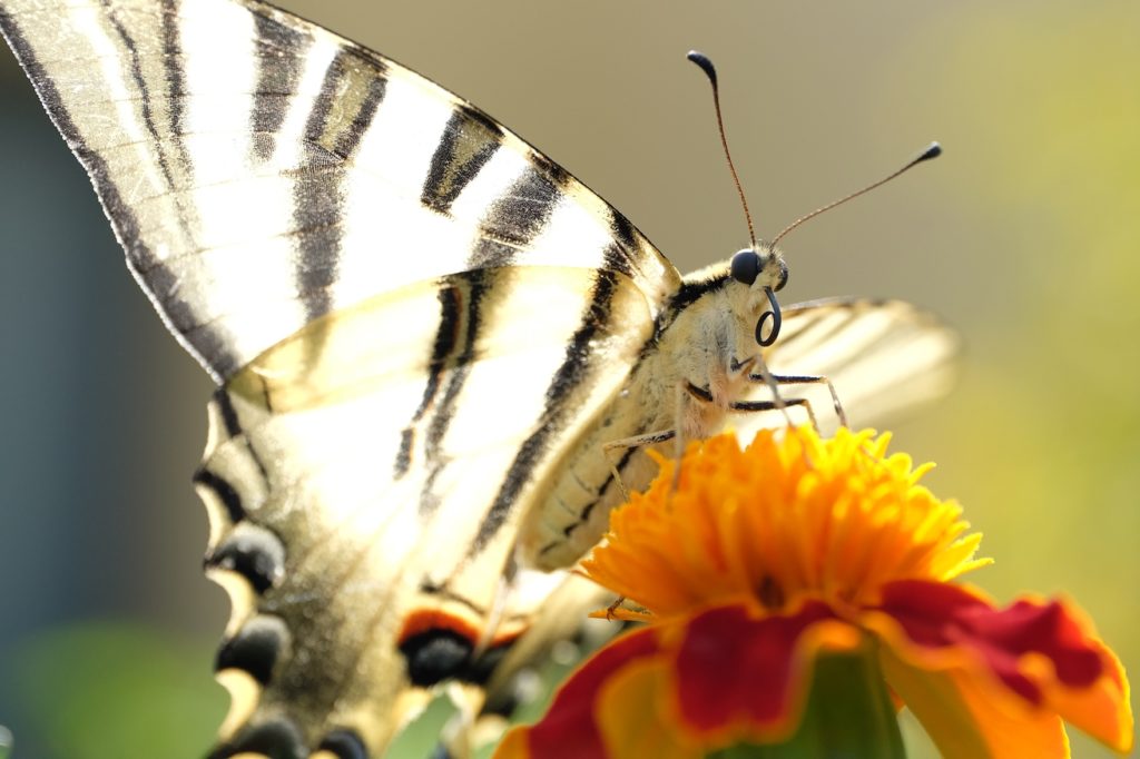 Borboleta-cauda-de-andorinha, Papilio machaon.