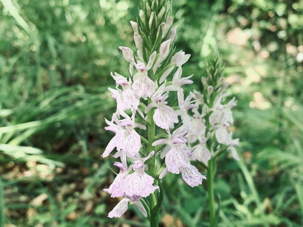 Dactylorhiza maculata subsp. caramulensis